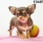 Chihuahua (Poil Long & Court) chiots Belges à vendre, Commerçant, 8 à 15 semaines, Plusieurs, Parvovirose