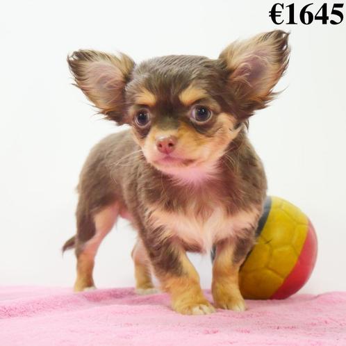 Chihuahua (Poil Long & Court) chiots Belges à vendre, Animaux & Accessoires, Chiens | Chihuahuas & Chiens de compagnie, Plusieurs animaux