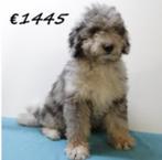 Mini Aussiedoodle in de kleuren Phantom, Chocolat en Merle, Dieren en Toebehoren, 15 weken tot 1 jaar, Buitenland, CDV (hondenziekte)