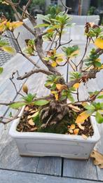 Bonsai azalea, Ophalen, Overige soorten, Minder dan 100 cm