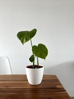 Monstera Deliciosa Stekjes, Maison & Meubles, Plantes d'intérieur, Plante verte, Plein soleil, Enlèvement, Moins de 100 cm