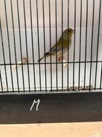Schotse groenvinken, Dieren en Toebehoren, Vogels | Overige Vogels, Geringd