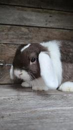 Nederlandse Hangoordwerg ram havanna bont, Dieren en Toebehoren, Mannelijk, Dwerg, Hangoor, 0 tot 2 jaar