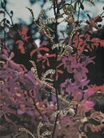 boek Sabena Revue - Malaysia – Singapore 1975 1, Boeken, Tijdschriften en Kranten, Ophalen of Verzenden, Nieuw, Overige typen