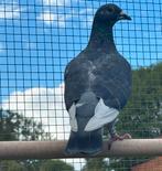 Jonge duivinen 2025, Dieren en Toebehoren, Vogels | Duiven, Vrouwelijk, Overige soorten