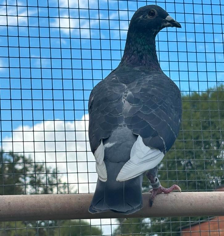 Jonge duivinen 2025, Dieren en Toebehoren, Vogels | Duiven, Overige soorten, Vrouwelijk