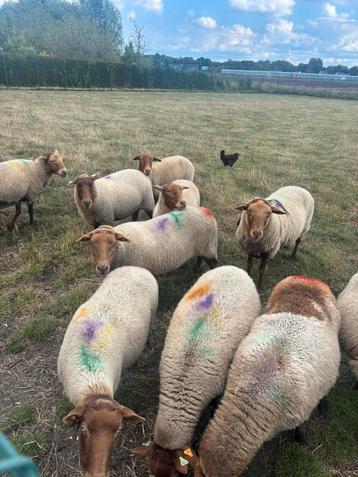 Gratis begrazing beschikbaar voor biedingen