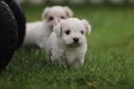Maltezer pups, Belgisch Maltheser fokker, ouders aanwezig, Dieren en Toebehoren, Meerdere, Maltezer, 8 tot 15 weken, Meerdere dieren