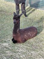 Alpaca's Saartje&Roosje, December, Vrouwelijk