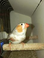 grote zebravink man, Mannelijk, Tropenvogel, Geringd