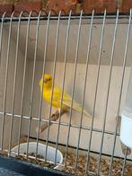 Te koop 2 mooie mannetjes kanaries van 2025 met ring, Dieren en Toebehoren, Vogels | Kanaries, Mannelijk, Kleurkanarie