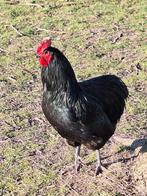 Jonge  haan australorp, Dieren en Toebehoren, Pluimvee, Mannelijk, Kip