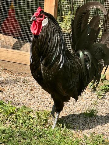 La fleche haan, Mâle, Poule ou poulet