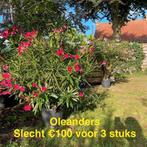 Exotische planten aan stuntprijzen!, Ophalen