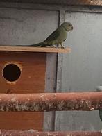 Malabar parkiet man 2025, Dieren en Toebehoren, Vogels | Parkieten en Papegaaien, Parkiet