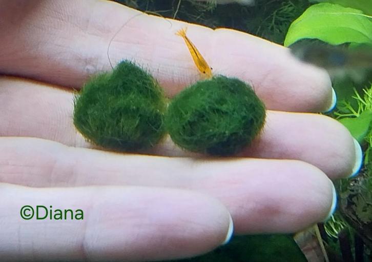 Cladophora aegagropila * Marimo "mosbal" * Aquariumplant, Dieren en Toebehoren, Vissen | Aquaria en Toebehoren, Ophalen of Verzenden