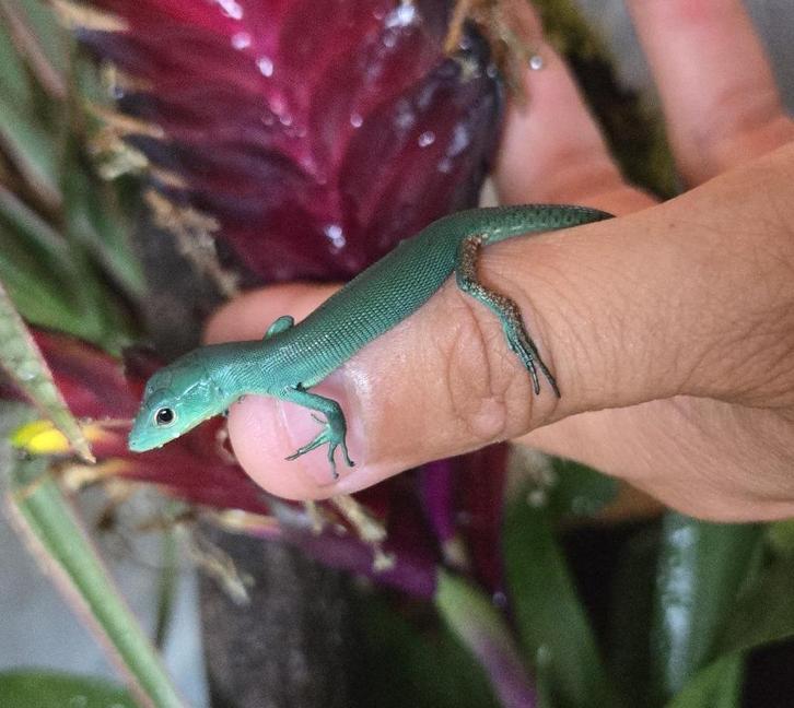 Gastropholis Prasina/groene langstaarthagedis, Dieren en Toebehoren, Reptielen en Amfibieën, Hagedis, 0 tot 2 jaar