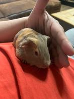 CUY lilac Buff zeugje, Cavia, December, Vrouwelijk, Tam