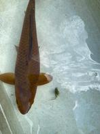 Tosai Chagoi 36cm, hi Utsuri 38cm, Dieren en Toebehoren, Vissen | Vijvervissen, Karper of Koi