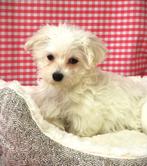 Superleuke Maltezer pups!, Dieren en Toebehoren, Honden | Chihuahua's en Gezelschapshonden, Maltezer, 15 weken tot 1 jaar, Buitenland