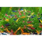 Garnalen mix, Animaux & Accessoires, Poissons | Poissons d'aquarium