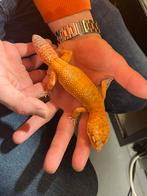 Gecko léopard mandarine Tremper géant, Animaux & Accessoires, Reptiles & Amphibiens