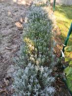 Lavendel, Ophalen, Vaste plant