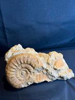 Cluster d'ammonites unique, Enlèvement ou Envoi, Fossile