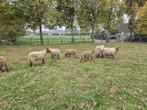 Ardense voskoppen: 2 rammen en 1 ooi, Dieren en Toebehoren, Meerdere dieren, Schaap, 0 tot 2 jaar