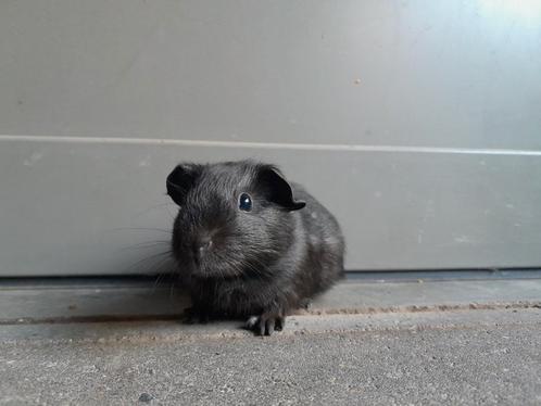 Jonge gladhaar cavia's, Dieren en Toebehoren, Knaagdieren, Mannelijk, Cavia, Tam