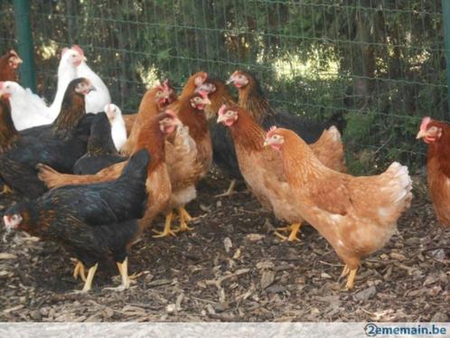 legkippen , leghennen in verschillende kleuren, Dieren en Toebehoren, Pluimvee, Kip, Vrouwelijk