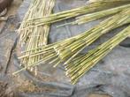 Tuteur bambou BISEAUTE plants de tomates arbres fruitier, Jardin & Terrasse, Neuf, Enlèvement, Moins de 3 mètres, Bois