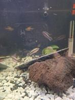 Kersenbuik chicliden koppels, Dieren en Toebehoren