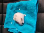 Russische Dwerghamsters, Dieren en Toebehoren, Knaagdieren, Augustus, Meerdere dieren, Hamster