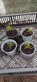 Rozemarijn, Jardin & Terrasse, Plantes | Jardin, Enlèvement ou Envoi