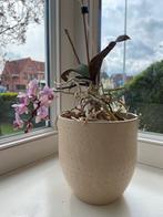 Orchidee met pot, Huis en Inrichting, Kamerplanten, Ophalen of Verzenden