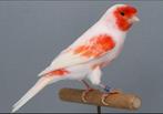 Kanaries mozaiek en rood, Dieren en Toebehoren, Vogels | Kanaries