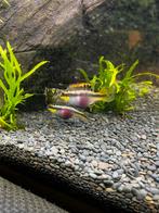 Kersenbuik, Dieren en Toebehoren, Vissen | Aquariumvissen, Vis