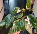 Philodendron princesse rose 3 plantes + 1 petit bébé en pot, Maison & Meubles, Enlèvement ou Envoi