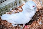 Kapucijner duif, Dieren en Toebehoren, Vogels | Duiven, Meerdere dieren, Overige soorten