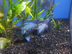 Zo'n lief koppel Andinoacara pulcher var Electric blue, Dieren en Toebehoren, Vissen | Aquariumvissen, Vis, Zoetwatervis
