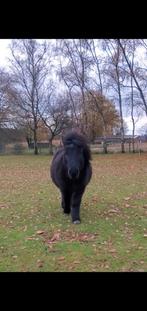 Lief mini paardje, Dieren en Toebehoren, Merrie, B, Gechipt, A pony (tot 1.17m)