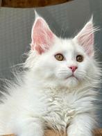 Prachtig  nestje van witte Maine Coon kittens met stamboom ️, Dieren en Toebehoren, Kater, Gechipt, 0 tot 2 jaar