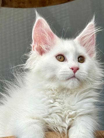 Prachtig  nestje van witte Maine Coon kittens met stamboom ️ beschikbaar voor biedingen