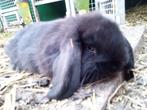 Beaux lapins allemands à oreilles suspendues, Animaux & Accessoires, Oreilles tombantes