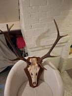 Gewei edelhert, Ophalen, Zo goed als nieuw, Hert, Gewei of Kop