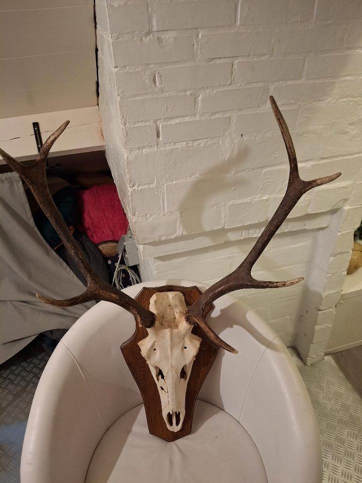 Gewei edelhert, Collections, Collections Animaux, Comme neuf, Bois ou Tête, Cerf, Enlèvement