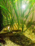 Vallisneria spiralis Red Tiger