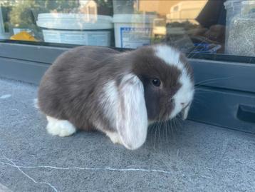 Minilop konijntje, Dieren en Toebehoren, Konijnen