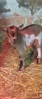 "Super mooie lammetjes", Animaux & Accessoires, Moutons, Chèvres & Cochons, Plusieurs animaux, Chèvre, 0 à 2 ans